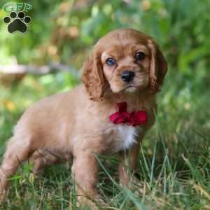 George, Cocker Spaniel Puppy